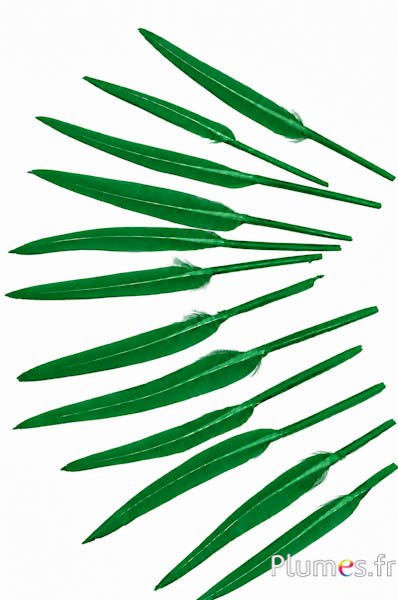 Oca - 5-8 cm - verde